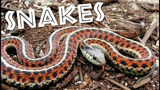 All About Snakes for Kids: Learn about Snakes for Children - FreeSchool