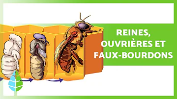 Est-ce que les abeilles pondent des œufs ?