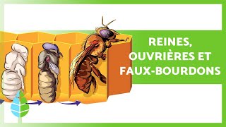 CYCLE DE VIE des ABEILLES 🐝 (Reines, Ouvrières et Faux-Bourdons)