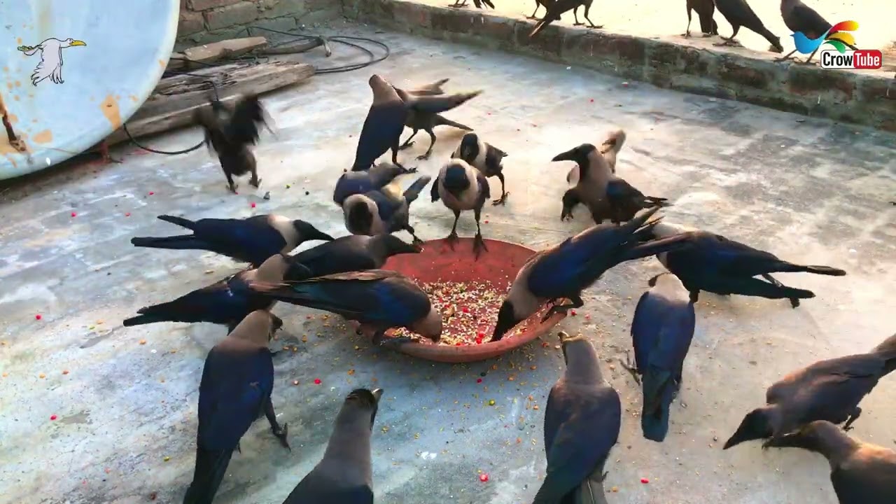 Crows strike fast on Cheese, All And Huge types of crow sound, Crow Calls in Different Voices, P-72