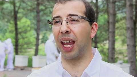 Bee bee-haviour at York University