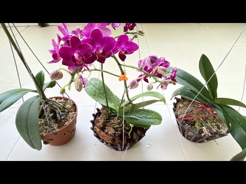 Cách Trồng Và Tưới Nước Lan Hồ Điệp Mini Đang Ra Hoa Nhanh Phục Hồi Nhất