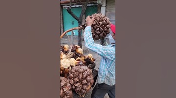unique fruit in the world nipa palm