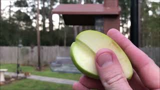 Let's see if any birds will eat apples! Information