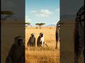 An Overconfident Monkey Pushes a Zebra Too Far