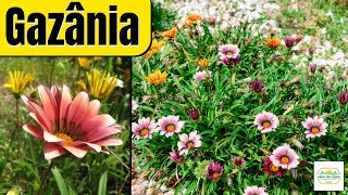 GAZÂNIA | COMO PLANTAR E CUIDAR DESSA FLOR