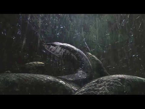 《狂蟒之灾》第二部，重温经典，十年前就拍的这么好看，爱了