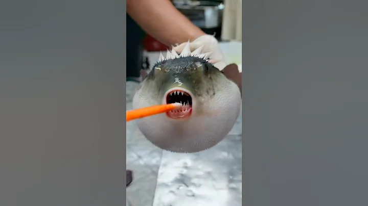 Pufferfish: Cute but Deadly! ☠️ #shorts - DayDayNews