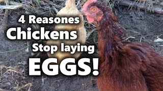 Why Chickens Stop Laying Eggs!