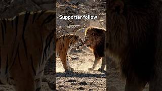👍Phool aur support Tiger ki video viral Samay Khatarnak #wildlife #hindis #projecttiger #indiamemes