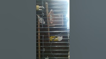 Java finch breeding cage setup #java#birds#finch#cage#javafinch#nest