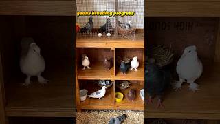 Kabutar ka breeding progress #kabutar #pigeons #birds #animals #pets