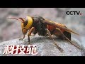 《科技苑》 “杀人蜂”巢穴巧生金 如何将金黄虎头蜂变摇钱树 20190617 | CCTV农业