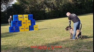 Working Presa Canario / Protection Bite Training / X'Paco de la Arena / Dog Sports / Deutschland