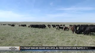 Montana Ag Network: State’s cattle industry impacted by Nebraska floods