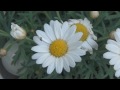 | Sony HDR-CX 130 Macro test | Flowers / Bloemen / Blumen [HD 1080p]