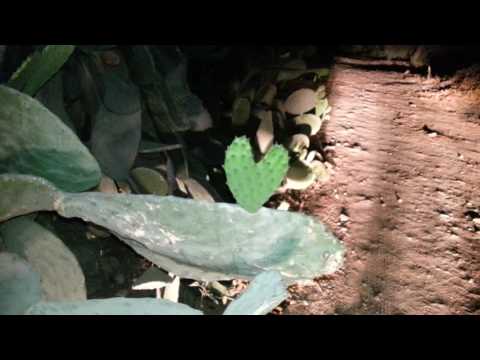 سبحان الله نبات الصبار على شكل قلب