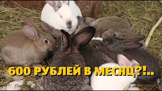 Получил больше 200000 дохода , но не получил прибыли!