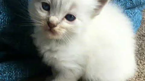 Watch the video about My ragdoll kittens.tabby and seal mitted