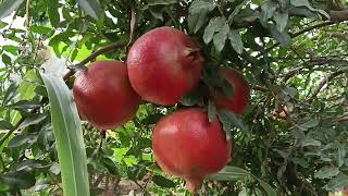 Pomegranate Best Farm In Bidada (Gujarat-Kutch) Part-3 || દાડમ નો બગીચો બીદડા