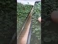 Chia Microgreens