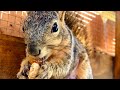 Dinner time with Squirrel Baby Grand Nuts