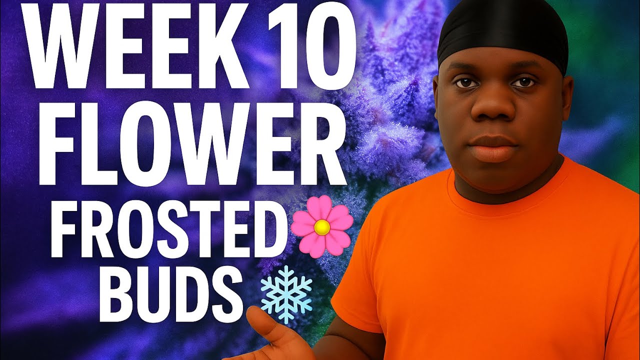 Late Flower Week 10 ❄️ | Buds Fully Frosted (Kush & Beans Season 1)