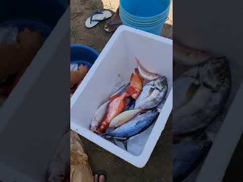 fresh fish. its