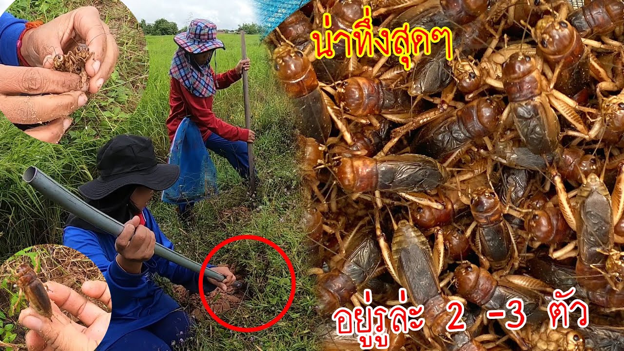 น่าทึ่งสุดๆ!!! อยู่รูล่ะ 2 3ตัว ขุดจิโป่ม ขุดจีล้อ “แปปเดียวได้เป็นร้อยๆ”