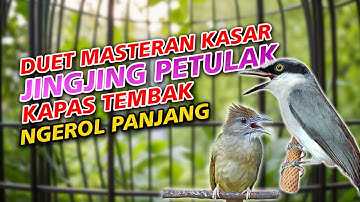 jingjing petulak dan kapas tembak masteran burung lombahan variasi tembakan panjang