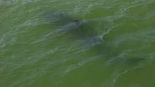 shark monterey bay