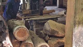 Maximum Efficiency! How Ultra-Modern Sawmills Handle Hardwood Effortlessly