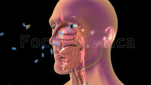 Asthma - Animated Atlas