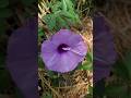 Ipomoea cairica atau ubi kates #ipomoea #ipomoeacairica #ubikates #sripagi