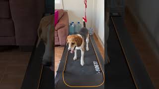 Treadmill 101 for dogs #beaglesofyoutube #beagle #ilovemydog #dogtraining #beaglebreed #beagledog