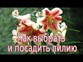 Как выбрать и посадить лилии