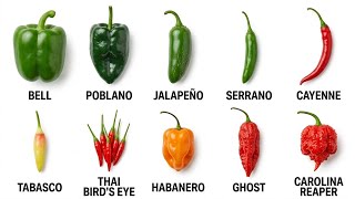 Every Chili Pepper Explained (From 0 to 2,000,000 SHU)