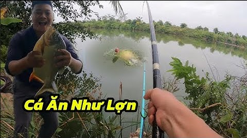Câu Sông Tự Nhiên Cá Kéo Muốn Gãy Cần