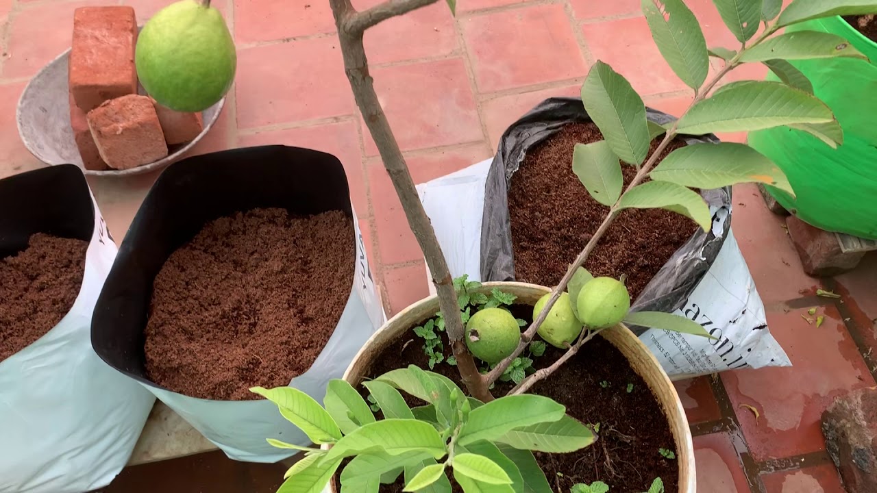 Terrace garden in Tamil / koyya , madulai YouTube