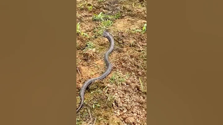 Wild Snake Crawling Through the Fields | Nature Wonders #shorts #snake #snacks #wildlife #ytshorts