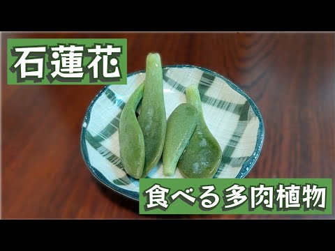 食べる多肉植物「石蓮花」は果たして - YouTube