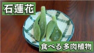 食べる多肉植物「石蓮花」は果たして - YouTube