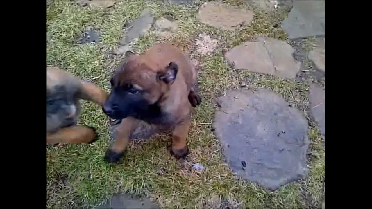 Bebes Malinois Youtube