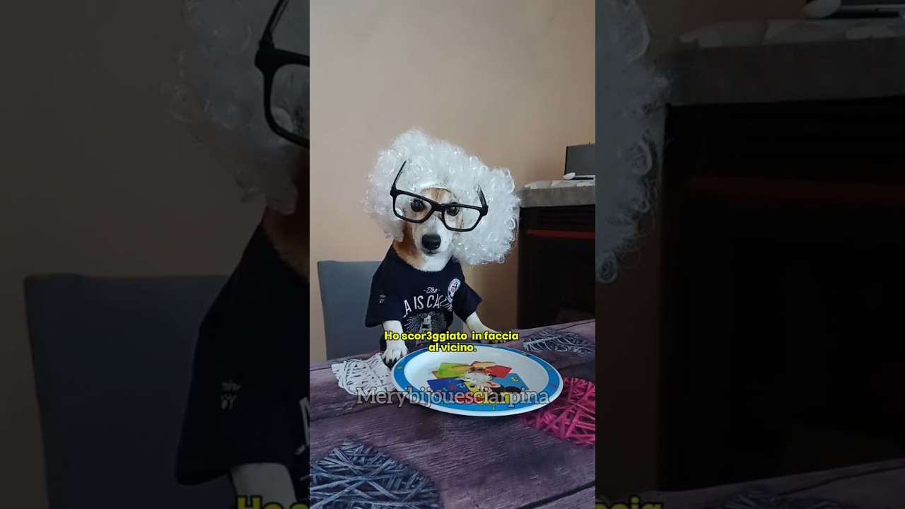 Sono andato McDonald's🍔😂 #merybijouesciarpina #jackrussell #shorts #parodia #comedy #mcdonalds