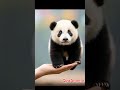 panda imut,cute panda#tranding #shorts