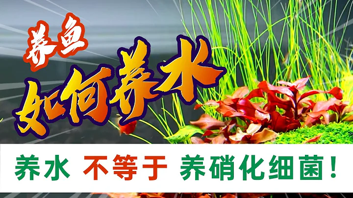 不要幼稚的以為「養水只是硝化細菌」 我來告訴你養水到底養什麼 - 天天要聞
