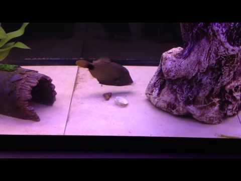 Undulated Trigger Eating