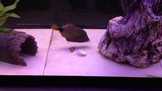 Undulated Trigger Eating