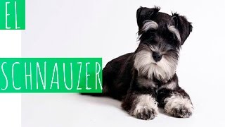 El Schnauzer