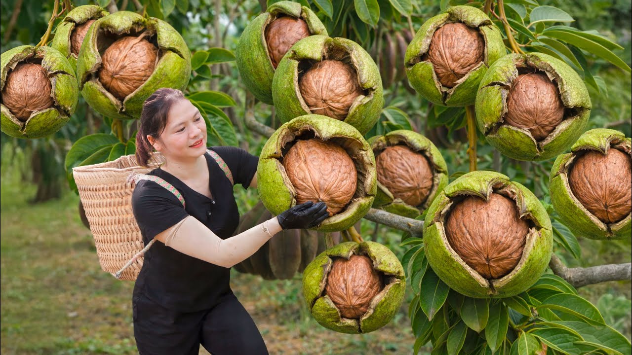 Harvesting GREEN Macadamia Nuts to Sell | Traditional Macadamia Milk Recipe at Village Market